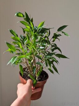 Ficus benjamina "natasja"
