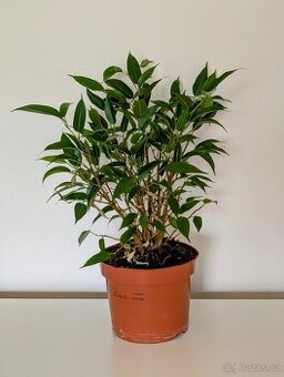Ficus benjamina "natasja"