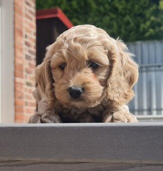 Cockapoo Cavapoo Maltipoo pudel