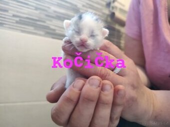 Kotatka k rezervaci