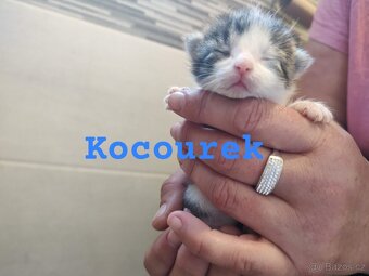 Kotatka k rezervaci