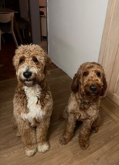 Štěňátka F2 Goldendoodle - 1