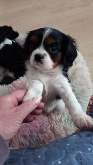 kavalir king charles spaniel kavalír