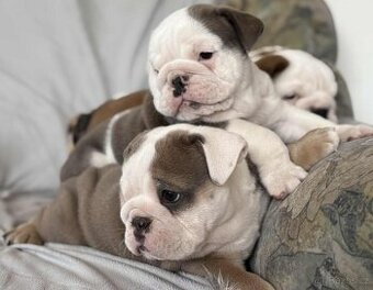 Anglicky Bulldog - 1