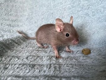 Osmák degu - mláďata