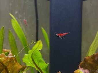 Krevetka red sakura