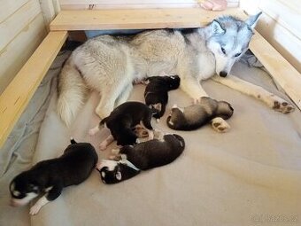 Sibiřský husky štěňata