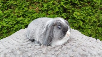 Zakrslý beránek, králíček, králík - HEIDY