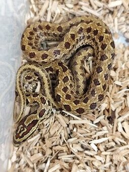 Užovka dvouskvrnná - Elaphe bimaculata