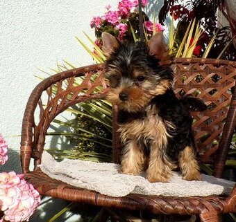 Jorkšírský terier s PP