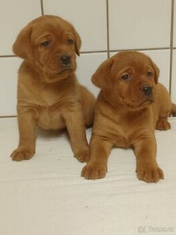 Štěňátka labradorského retrievera