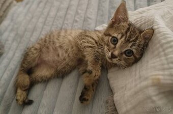 🐾 Viktorka a Vanda – dvě malé bojovnice života 🖤🐾