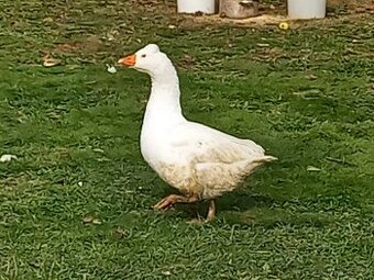 Husa česká chocholatá