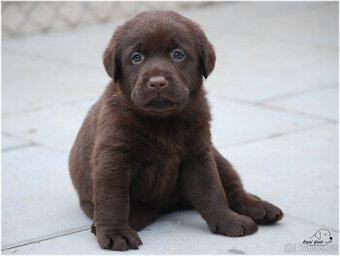 Labrador retriever - krásná čokoládová a černá štěňátka s PP