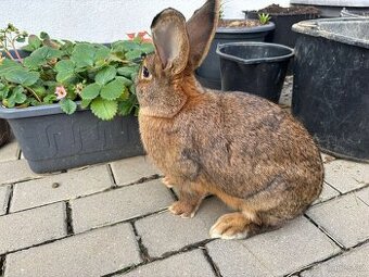 Samice činčila-vídeňský modrý