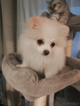 Pomeranian štěňátko fenka