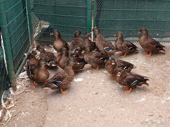 Kachny zakrslé divoce zbarvené