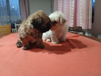 Boloňský psík bez PP - 1