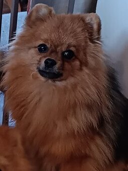 Pomeranian/Zwergspitz s PP