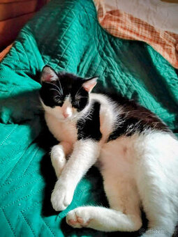 Malý Pupíček se sestřičkou Mikiriki hledají domov