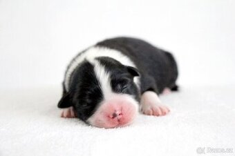 Miniaturní americký ovčák s PP - fenky a pes