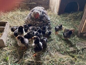 Wyandotka velká-násadová vejce-