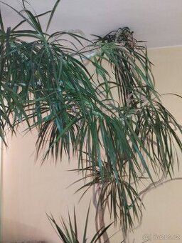 Vzrostlá pokoj. rostlina - Dracena 260cm
