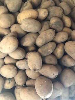 Brambory a obilí na prodej