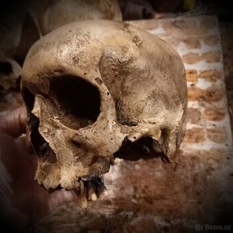 Human skull replica muž