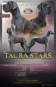 Nemecká doga modrá ⭐ Taura Stars ⭐ - 1