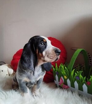 Basset bleu de Gascogne-exkluzívne fenka s PP