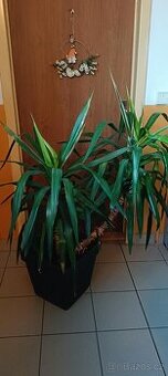 Pokojovka Yucca (Juka)