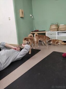 Shiba inu s PP - 1
