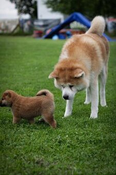 Shiba inu s PP