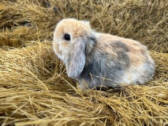 Mini lop zakrslí beránci k rezervaci