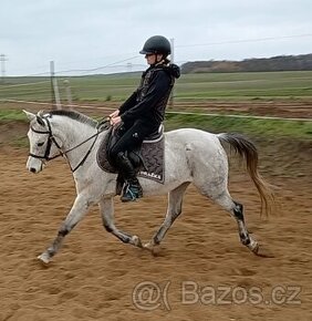 7L.šimla pony B