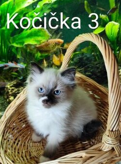 Ragdoll koťátka bez PP