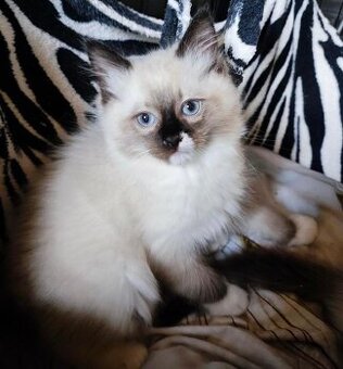 Ragdoll koťátka bez PP