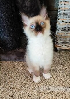 Ragdoll koťátka bez PP