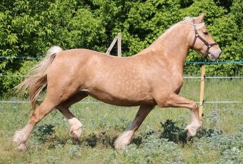Klisna welsh cob 9 let