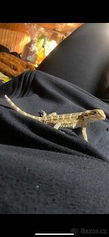 Agama