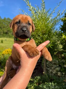 Štěňátka Tosa Inu s PP - 1