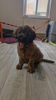 Briard s PP