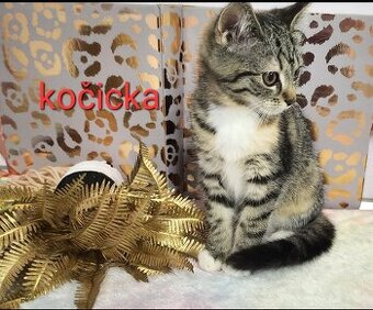 Daruji koťátka