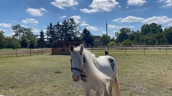 Irský Cob-výměna nebo prodej