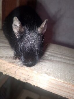 Osmák degu