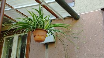 Zelenec variegata, velká rostlina z fotky