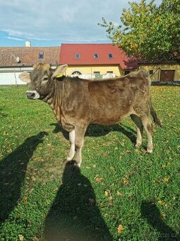 Prodám jalovici Brown swiss