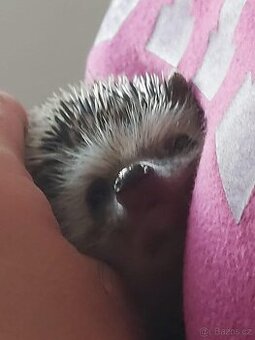 Ježek bělobřichý s teráriem