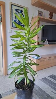 Pokojová rostlina Dracena